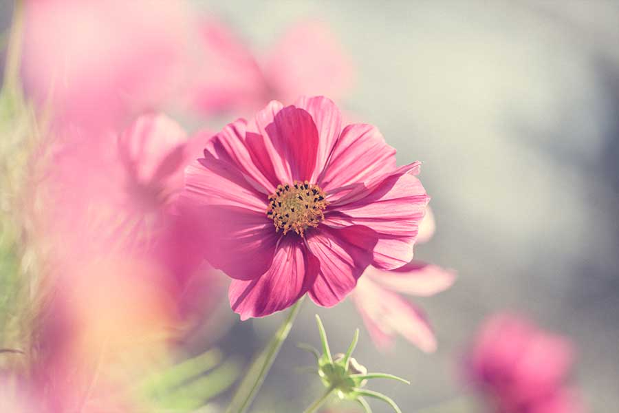 Cosmos rosa.
